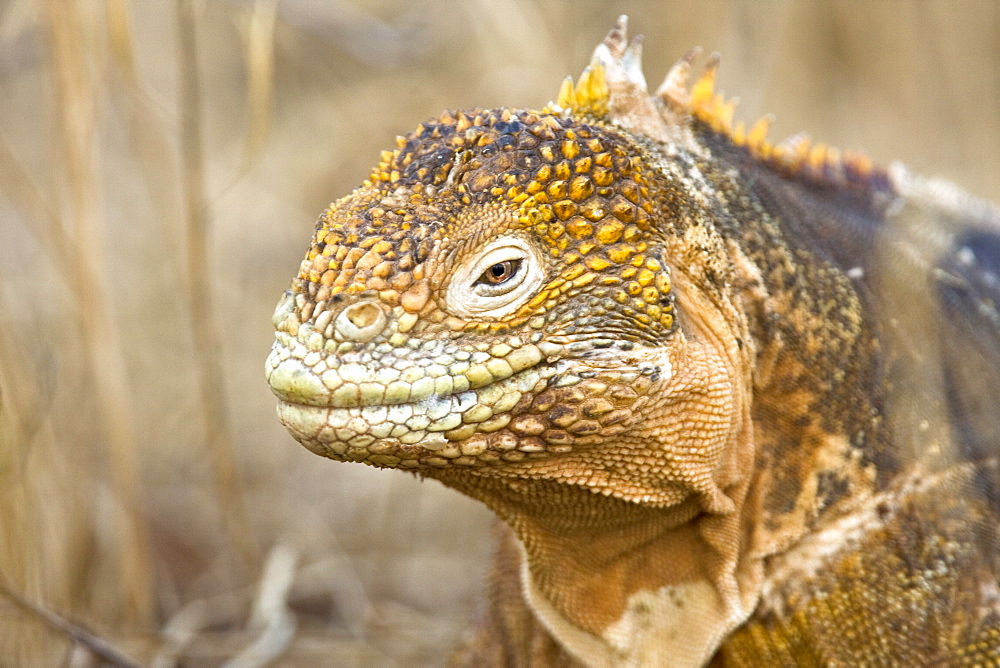 The very colorful Galapagos land iguana (Conolophus subcristatus) in the Galapagos Island Archipeligo, Ecuador. This large land iguana is endemic to the Galapagos Islands.