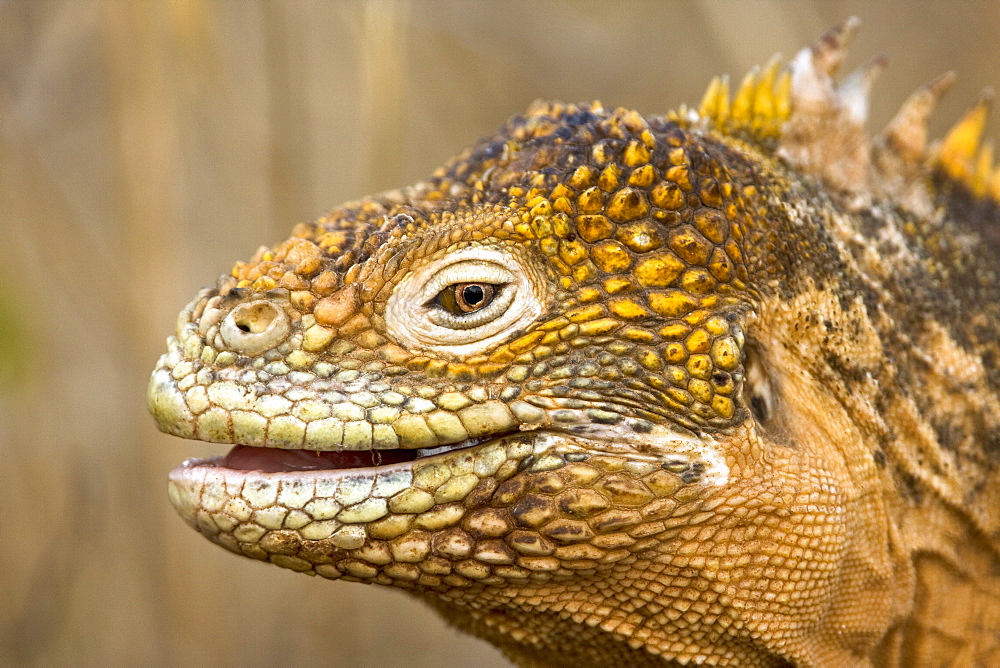 The very colorful Galapagos land iguana (Conolophus subcristatus) in the Galapagos Island Archipeligo, Ecuador. This large land iguana is endemic to the Galapagos Islands.