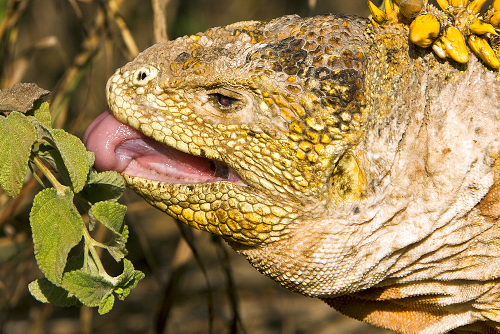 The very colorful Galapagos land iguana (Conolophus subcristatus) feeding on plants in the Galapagos Island Archipeligo, Ecuador. This large land iguana is endemic to the Galapagos Islands.