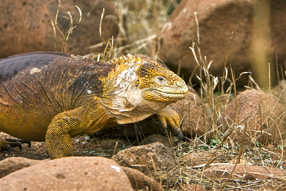 The very colorful Galapagos land iguana (Conolophus subcristatus) in the Galapagos Island Archipeligo, Ecuador. This large land iguana is endemic to the Galapagos Islands.