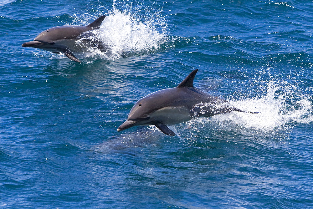 Long-beaked Common Dolphin pair (Delphinus capensis) encountered off Isla Espiritu Santo in the southern Gulf of California (Sea of Cortez), Baja California Sur, Mexico.