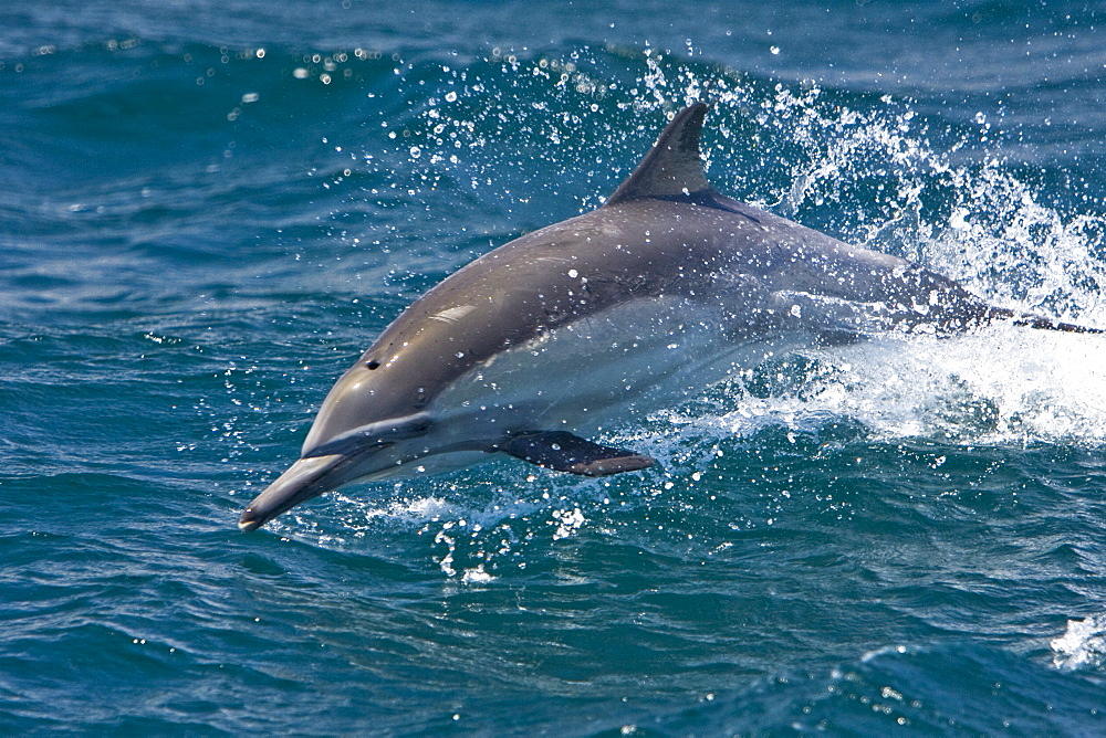 Long-beaked Common Dolphin (Delphinus capensis) leaping encountered off Isla Espiritu Santo in the southern Gulf of California (Sea of Cortez), Baja California Sur, Mexico