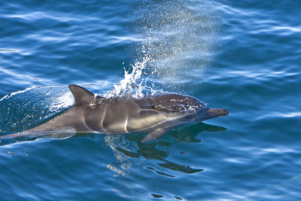 Long-beaked Common Dolphin pod (Delphinus capensis) encountered off Isla Espiritu Santo in the southern Gulf of California (Sea of Cortez), Baja California Sur, Mexico