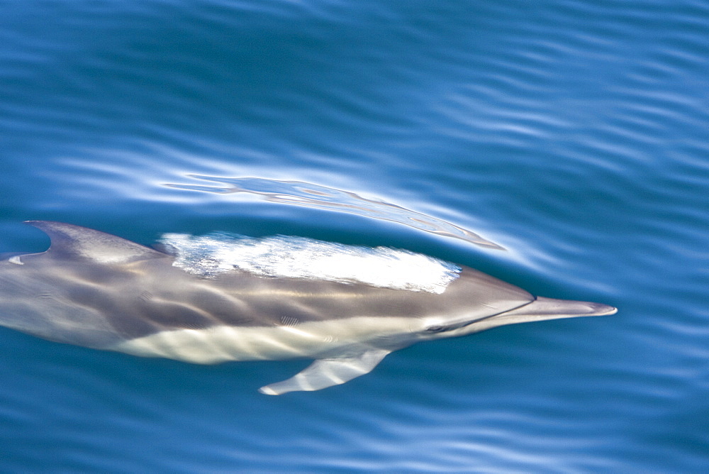 Long-beaked Common Dolphin (Delphinus capensis) encountered off Isla Espiritu Santo in the southern Gulf of California (Sea of Cortez), Baja California Sur, Mexico.