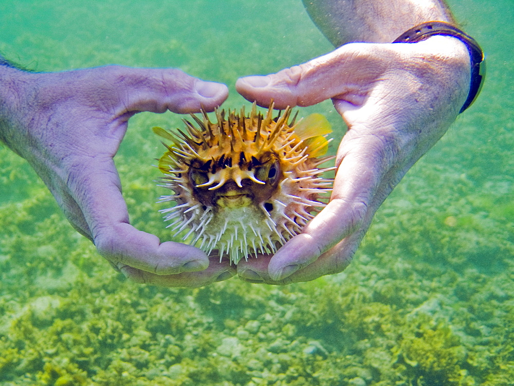 A snorkeler with a young balloonfish (Diodon holocanthus) puffed up in a state of agitation on Isla Monseratte in the lower Gulf of California (Sea of Cortez), Baja California Sur, Mexico.