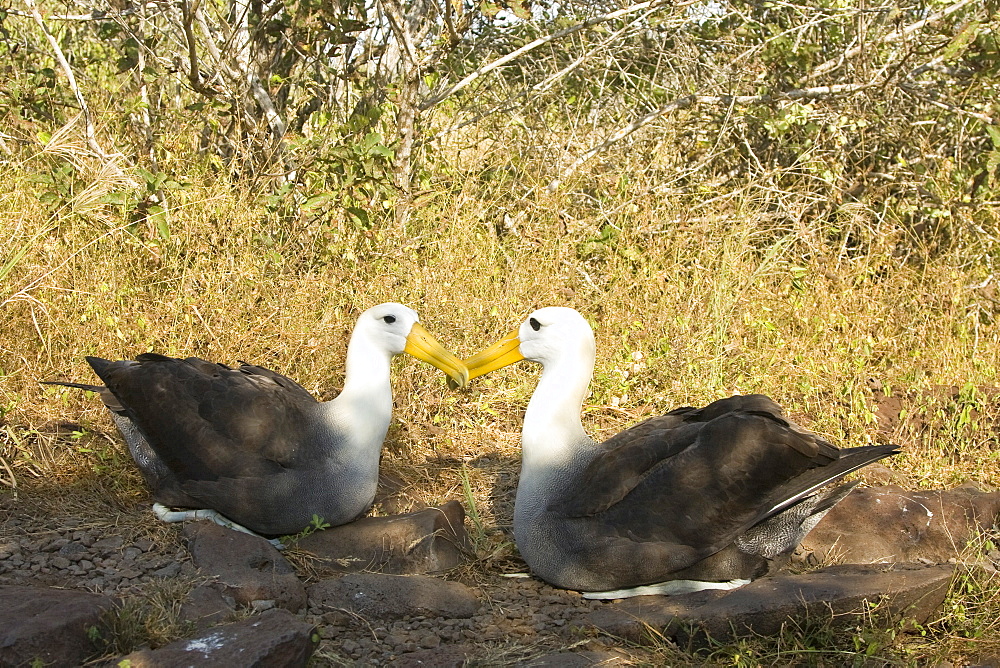 Adult waved albatross (Diomedea irrorata) at breeding colony on Espanola Island in the Galapagos Island Archipelago, Ecuador