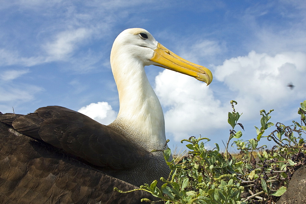 Adult waved albatross (Diomedea irrorata) at breeding colony on Espanola Island in the Galapagos Island Archipelago, Ecuador