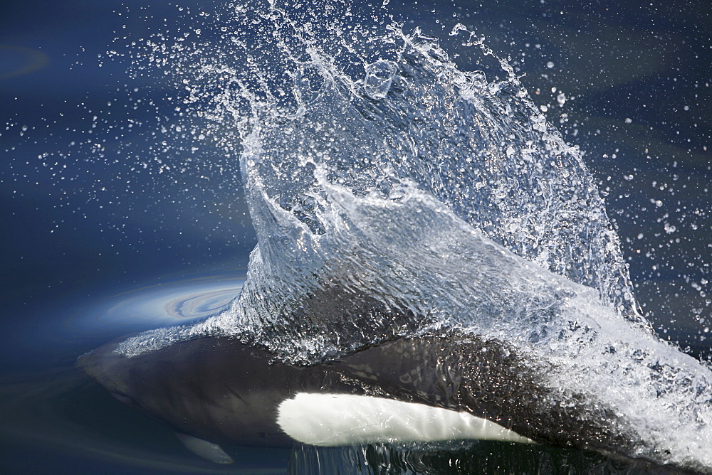 Adult Dall's porpoise (Phocoenoides dalli) surfacing in Chatham Strait, Southeast Alaska, USA