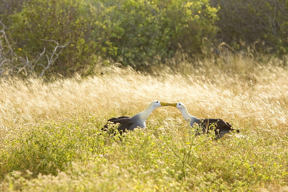 Adult waved albatross (Diomedea irrorata) at breeding colony on Espanola Island in the Galapagos Island Archipelago, Ecuador