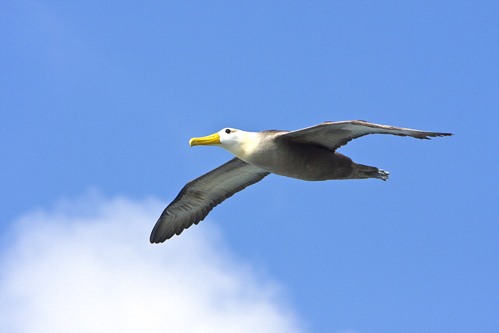 Adult waved albatross (Diomedea irrorata) in flight at breeding colony on Espanola Island in the Galapagos Island Archipelago, Ecuador