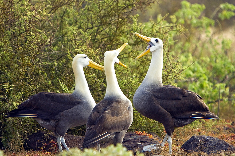 Adult waved albatross (Diomedea irrorata) at breeding colony on Espanola Island in the Galapagos Island Archipelago, Ecuador