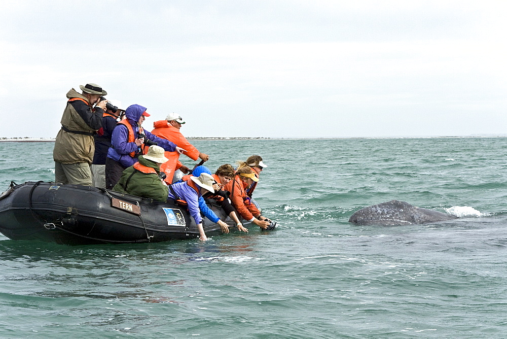 Whale watchers with California Gray Whale (Eschrichtius robustus) calf in San Ignacio Lagoon, Baja California Sur, Mexico