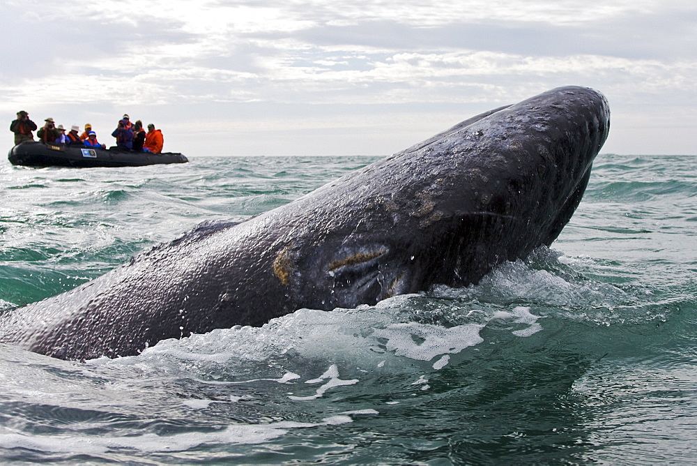 California Gray Whale (Eschrichtius robustus) calf near whale watching boat in San Ignacio Lagoon on the Pacific side of the Baja Peninsula, Baja California Sur, Mexico