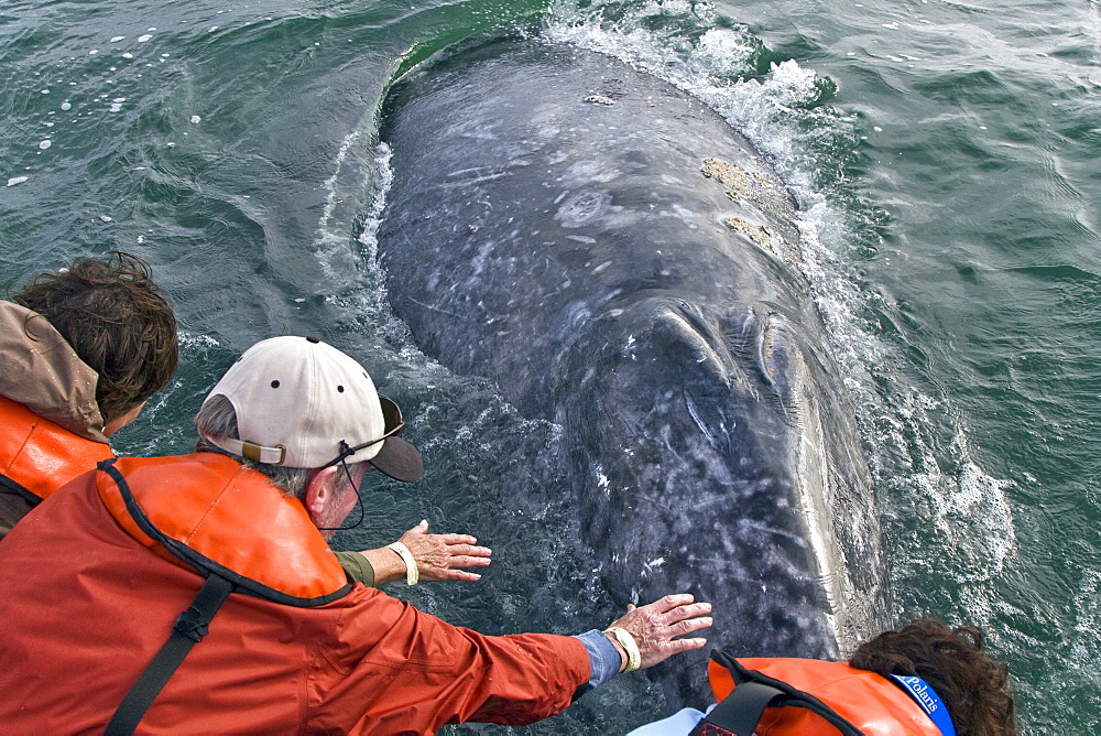 Whale watchers with California Gray Whale (Eschrichtius robustus) calf in San Ignacio Lagoon, Baja California Sur, Mexico