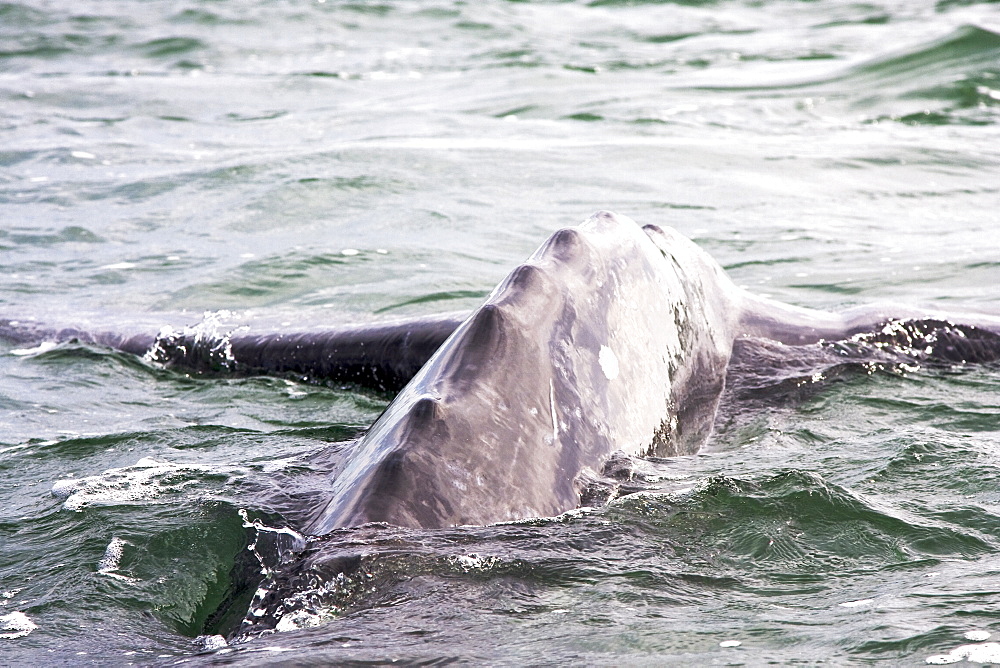 Detail of a California Gray Whale (Eschrichtius robustus) in San Ignacio Lagoon on the Pacific side of the Baja Peninsula, Baja California Sur, Mexico