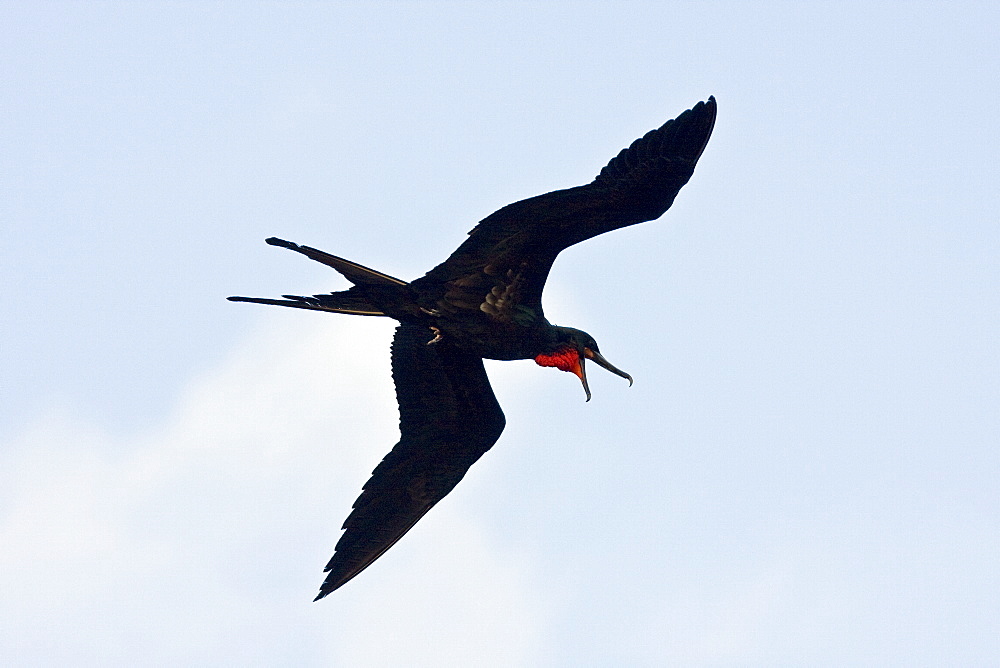 Adult male great frigate bird (Fregata minor) at nesting and breeding site on North Seymour Island in the Galapagos Island Group, Ecuador. Pacific Ocean