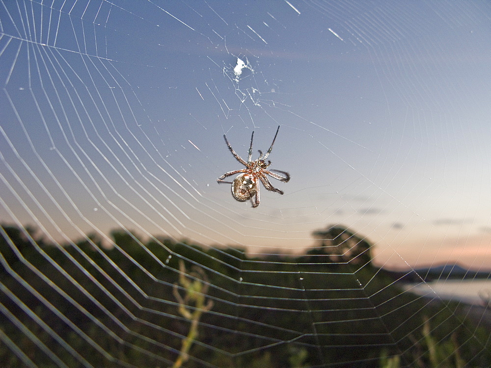 Spider suspended in its web from the Galapagos Islands archipeligo, Ecuador. Pacific Ocean.