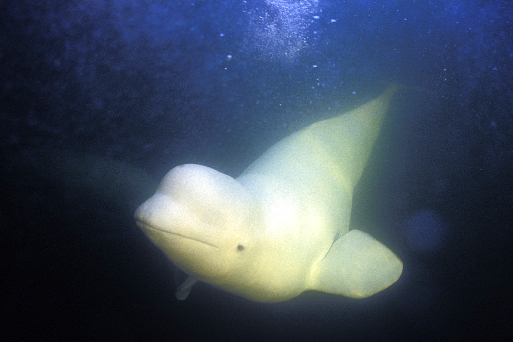 Curious Beluga (Delphinapterus leucas) approach underwater in the Churchill River, Hudson Bay, Manitoba, Canada.