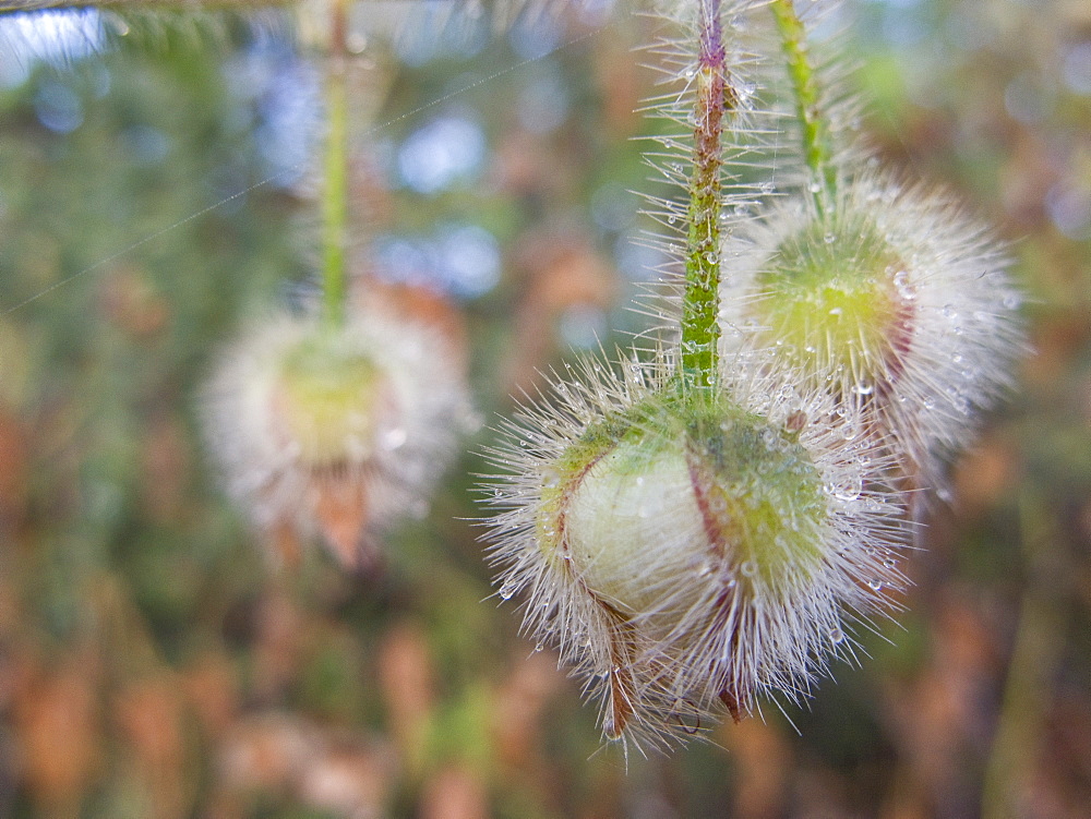 Early morning dew on plant from the Galapagos Islands archipeligo, Ecuador. Pacific Ocean.