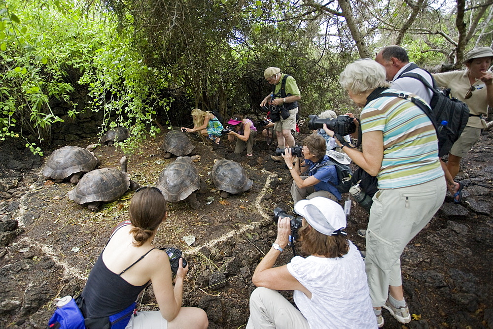 Photographers with captive Galapagos giant tortoise (Geochelone elephantopus) at the Charles Darwin Research Station on Santa Cruz Island in the Galapagos Island Archipelago, Ecuador