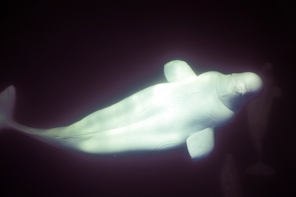 Curious Beluga (Delphinapterus leucas) approach underwater in the Churchill River, Hudson Bay, Manitoba, Canada.