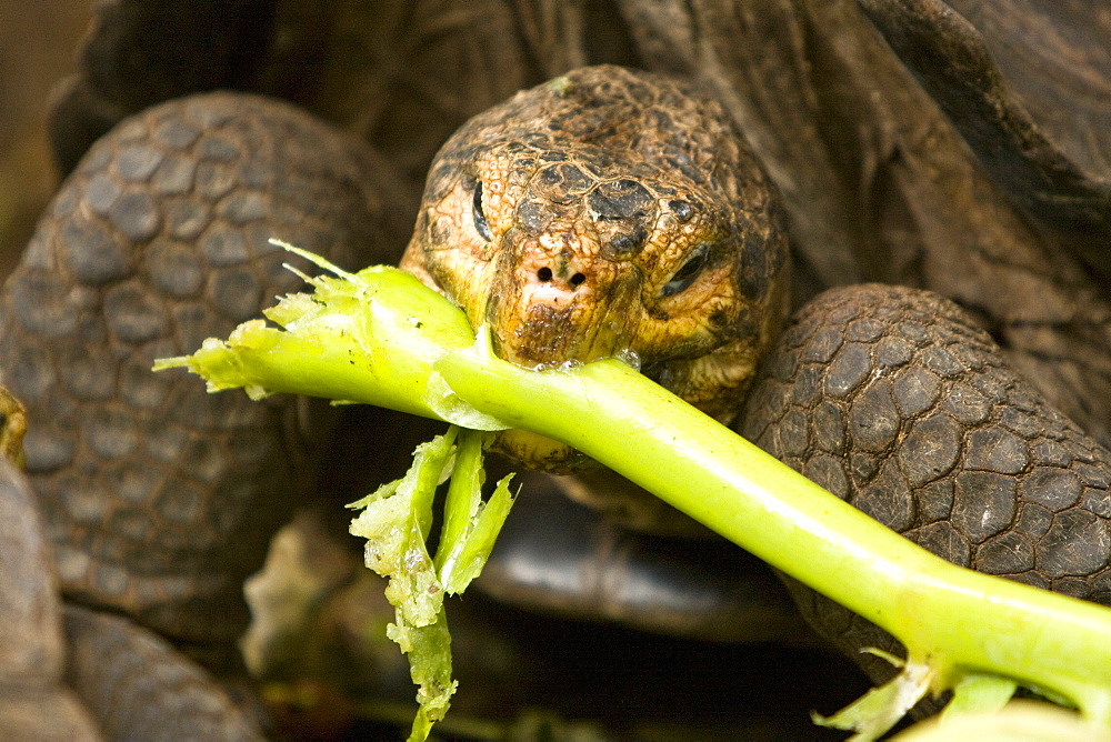 Captive Galapagos giant tortoise (Geochelone elephantopus) being fed at the Charles Darwin Research Station on Santa Cruz Island in the Galapagos Island Archipelago, Ecuador