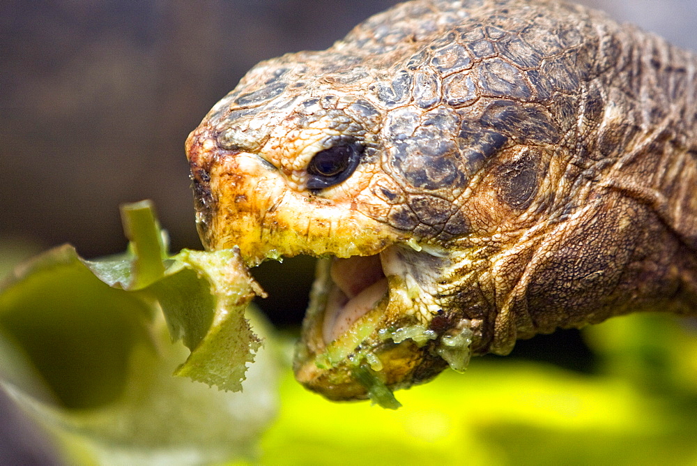 Captive Galapagos giant tortoise (Geochelone elephantopus) being fed at the Charles Darwin Research Station on Santa Cruz Island in the Galapagos Island Archipelago, Ecuador