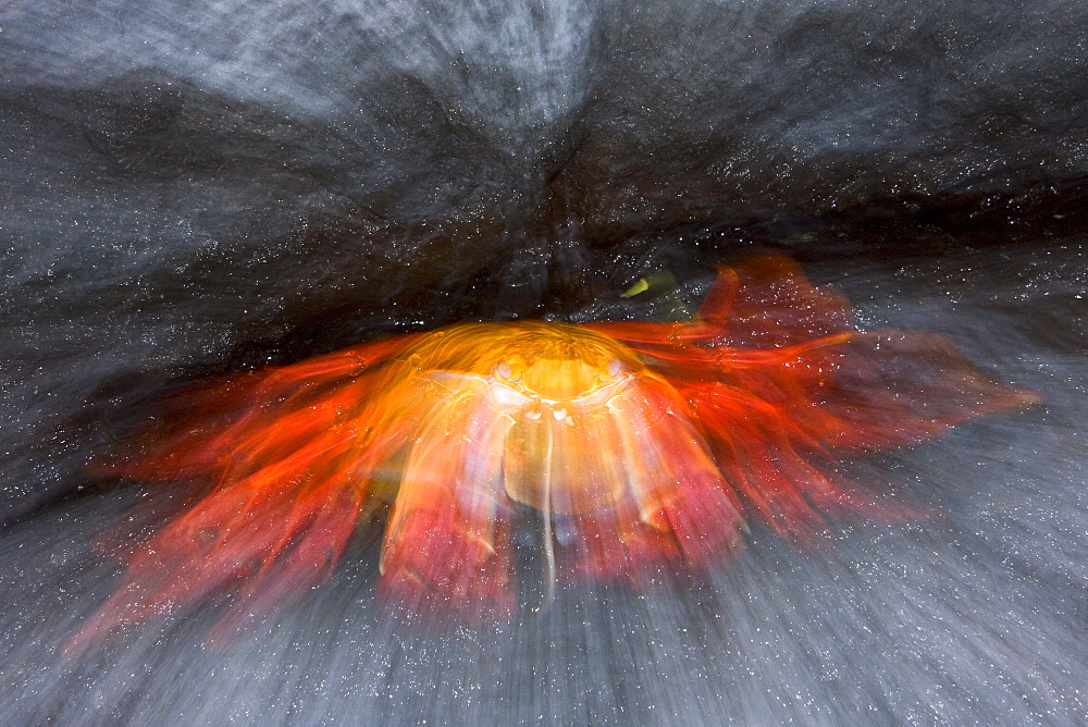 Sally lightfoot crab (Grapsus grapsus) in the litoral of the Galapagos Island Archipelago, Ecuador