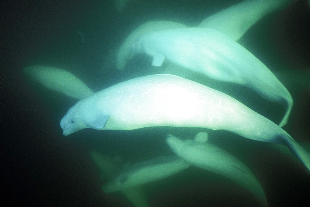 Curious Beluga pod (Delphinapterus leucas) approach underwater in the Churchill River, Hudson Bay, Manitoba, Canada.