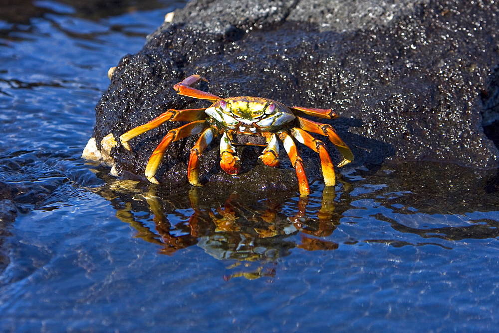 A gravid (with eggs) female Sally lightfoot crab (Grapsus grapsus) in the litoral of the Galapagos Island Archipeligo, Ecuador, Pacific Ocean