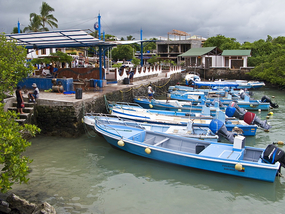 The fish market at Puerto Ayora on Santa Cruz Island in the Galapagos Island Archipeligo, Ecuador. Pacific Ocean.