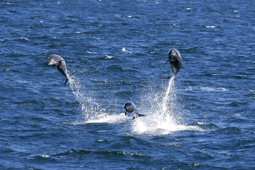 Thyree adult Bottlenose Dolphins (Tursiops truncatus) leaping in the lower Gulf of California (Sea of Cortez), Mexico.