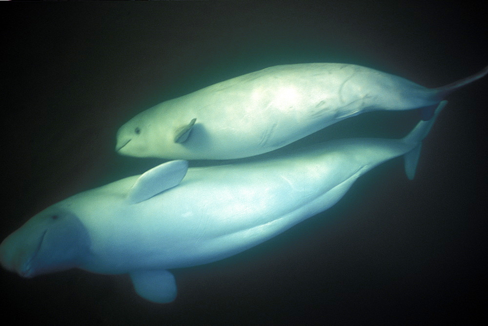 Curious Beluga mother and calf (Delphinapterus leucas) approach underwater (blowing bubbles) in the Churchill River, Hudson Bay, Manitoba, Canada.