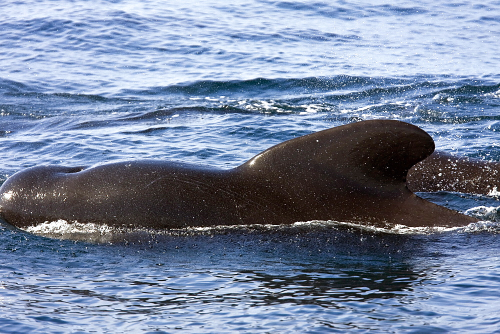 A pod of 40 to 50 short-finned pilot whales (Globicephala macrorhynchus) encountered southwest of Isla San Pedro Martir, Gulf of California (Sea of Cortez), Baja California Norte, Mexico