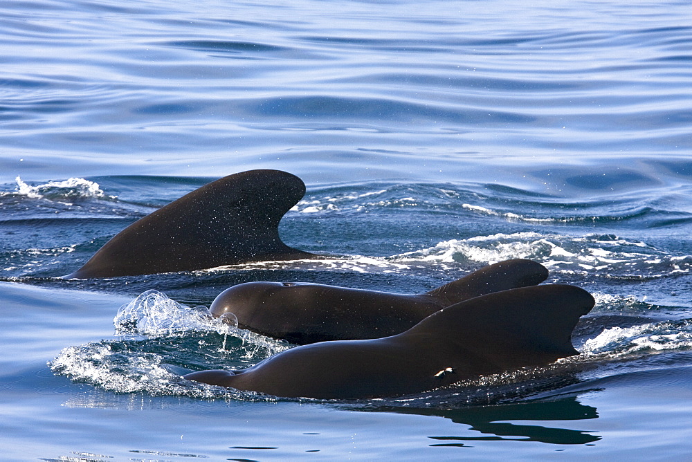 A pod of 40 to 50 short-finned pilot whales (Globicephala macrorhynchus) encountered southwest of Isla San Pedro Martir, Gulf of California (Sea of Cortez), Baja California Norte, Mexico