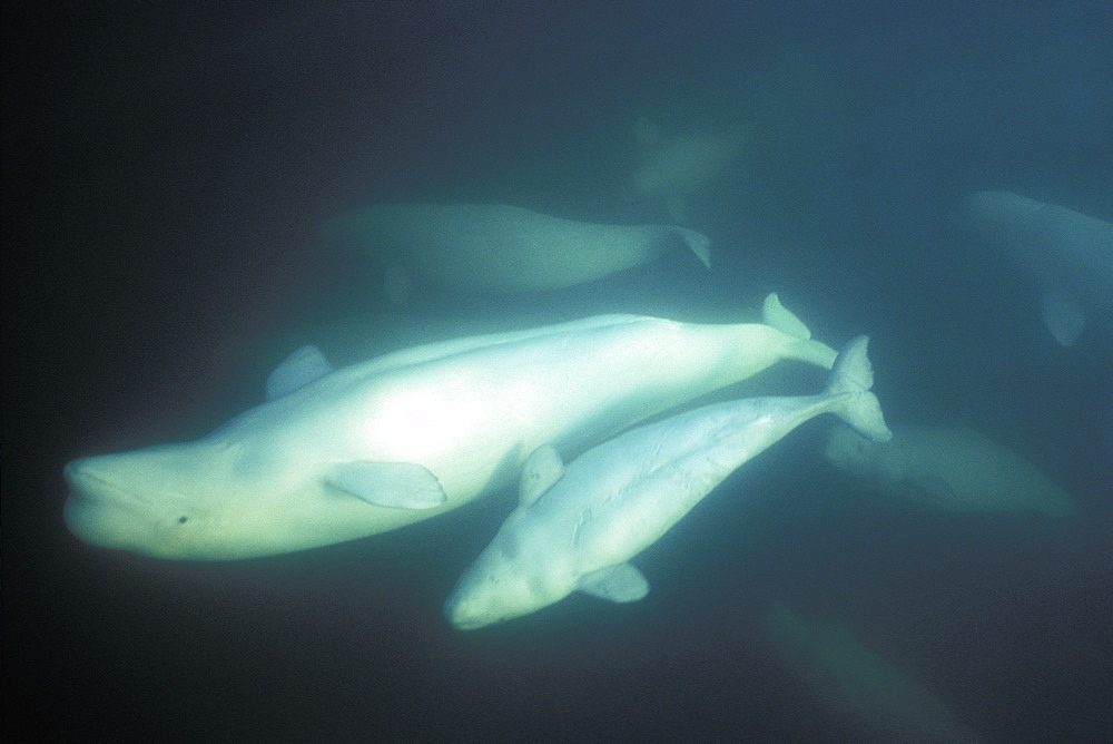 Curious Beluga mother and calf (Delphinapterus leucas) approach underwater (blowing bubbles) in the Churchill River, Hudson Bay, Manitoba, Canada.