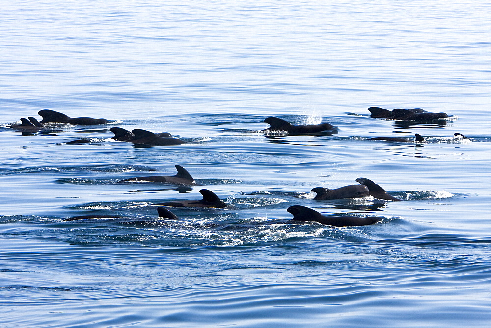 A pod of 40 to 50 short-finned pilot whales (Globicephala macrorhynchus), Gulf of California (Sea of Cortez), Baja California Norte, Mexico