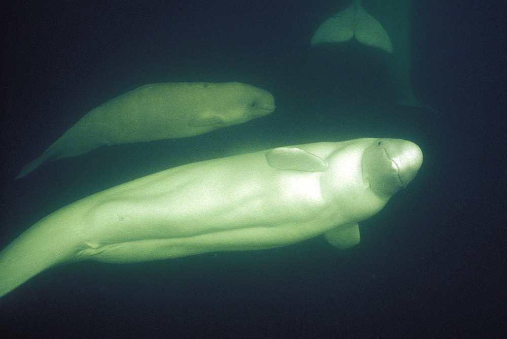 Curious Beluga mother and calf (Delphinapterus leucas) approach underwater (blowing bubbles) in the Churchill River, Hudson Bay, Manitoba, Canada.