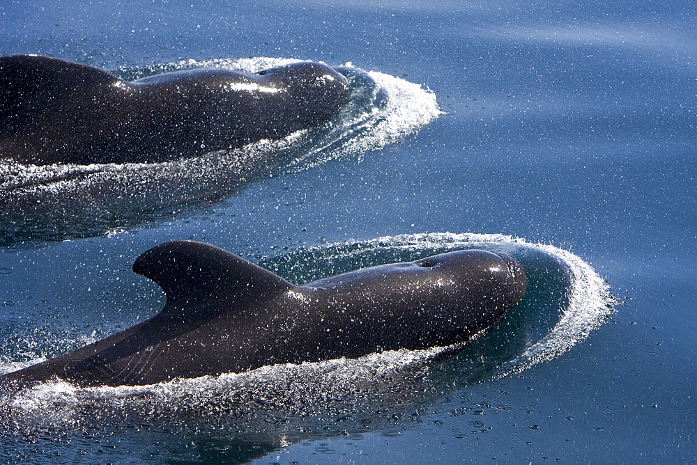 A pod of 40 to 50 short-finned pilot whales (Globicephala macrorhynchus) encountered southwest of Isla San Pedro Martir, Gulf of California (Sea of Cortez), Baja California Norte, Mexico