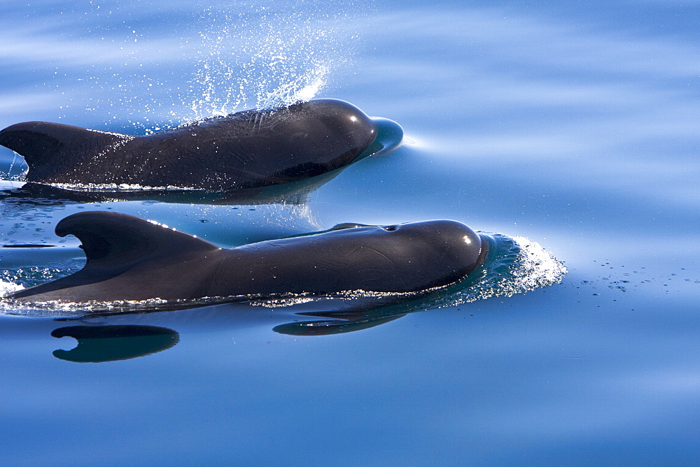 A pod of 40 to 50 short-finned pilot whales (Globicephala macrorhynchus) encountered southwest of Isla San Pedro Martir, Gulf of California (Sea of Cortez), Baja California Norte, Mexico