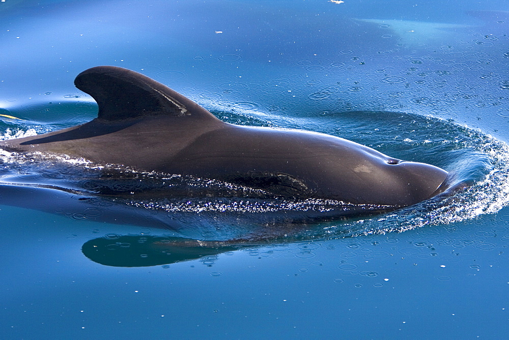 A pod of 40 to 50 short-finned pilot whales (Globicephala macrorhynchus) encountered southwest of Isla San Pedro Martir, Gulf of California (Sea of Cortez), Baja California Norte, Mexico