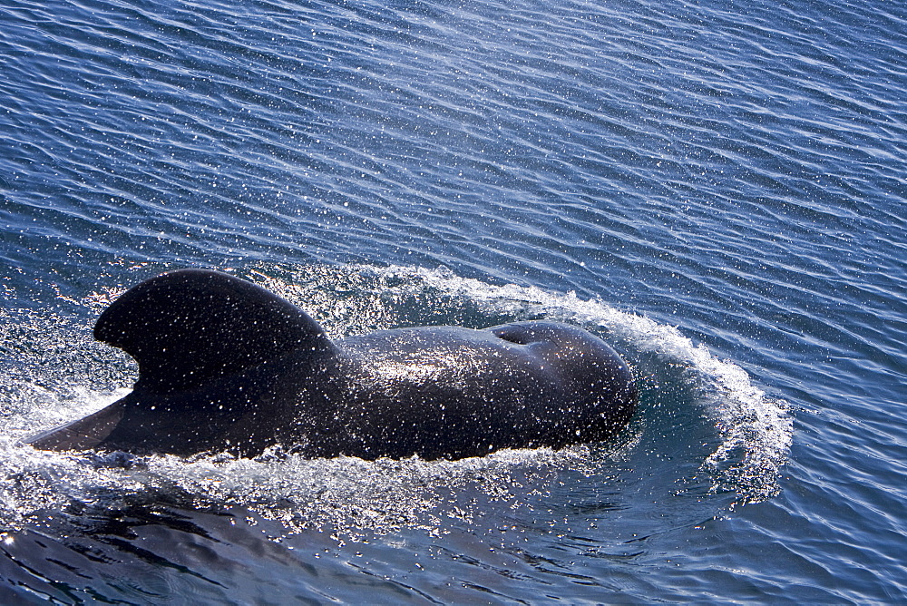 A pod of 40 to 50 short-finned pilot whales (Globicephala macrorhynchus) encountered southwest of Isla San Pedro Martir, Gulf of California (Sea of Cortez), Baja California Norte, Mexico