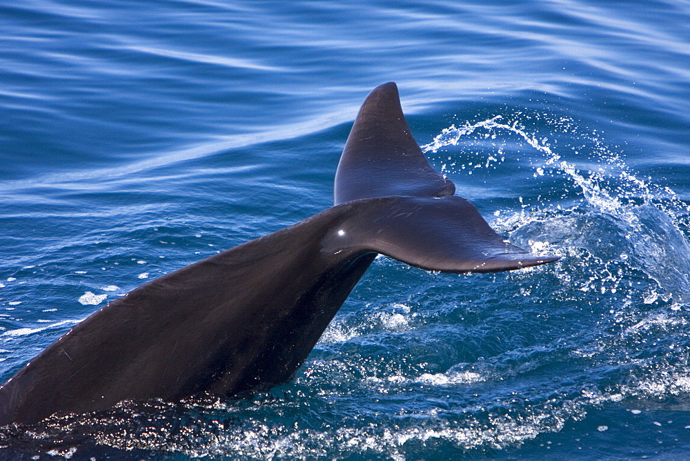 A pod of 40 to 50 short-finned pilot whales (Globicephala macrorhynchus) encountered southwest of Isla San Pedro Martir, Gulf of California (Sea of Cortez), Baja California Norte, Mexico