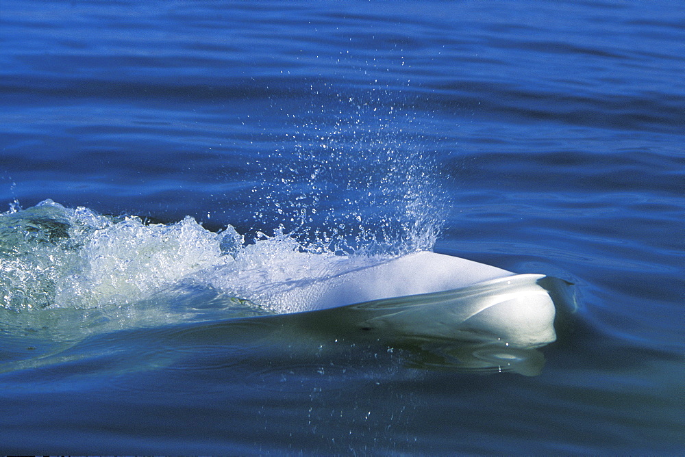 Adult Beluga (Delphinapterus leucas) surfacing in the Churchill River, Manitoba, Canada.
