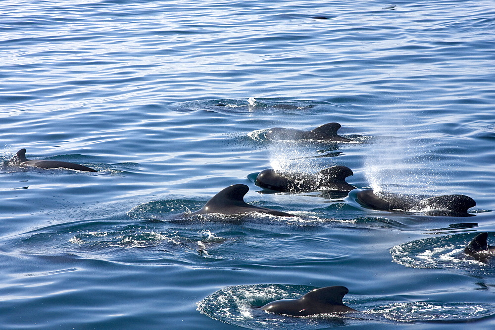 A pod of 40 to 50 short-finned pilot whales (Globicephala macrorhynchus), Gulf of California (Sea of Cortez), Baja California Norte, Mexico