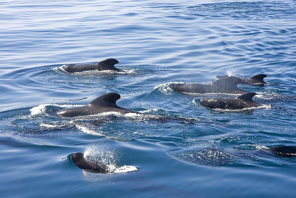 A pod of 40 to 50 short-finned pilot whales (Globicephala macrorhynchus), Gulf of California (Sea of Cortez), Baja California Norte, Mexico