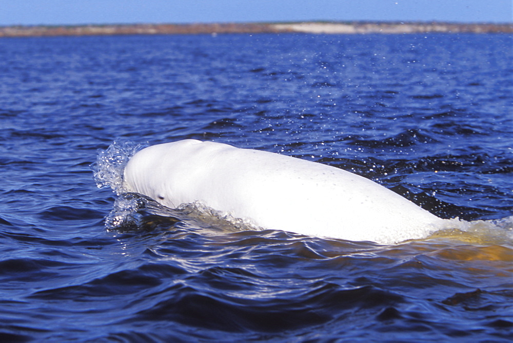 Adult Beluga (Delphinapterus leucas) surfacing in the Churchill River, Churchiull Manitoba, Canada.
(Restricted Resolution - pls contact us)