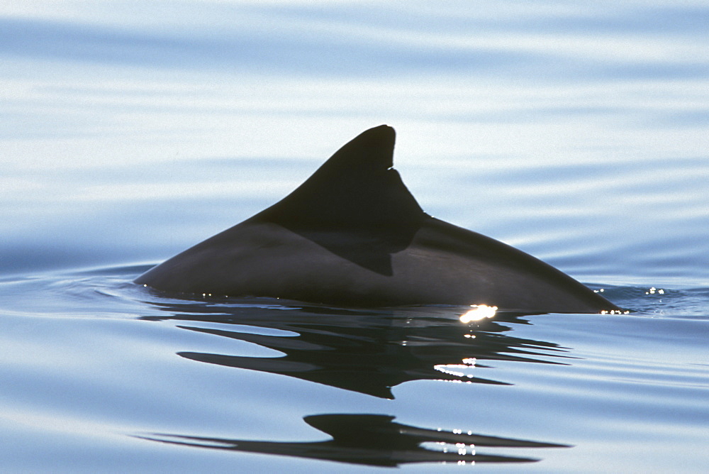 Adult Dwarf Sperm Whale (Kogia simus) on the surface (dorsal fin detail) near Isla San Esteban in the Gulf of California (Sea of Cortez), Mexico.
(Resolution Restricted - pls contact us)