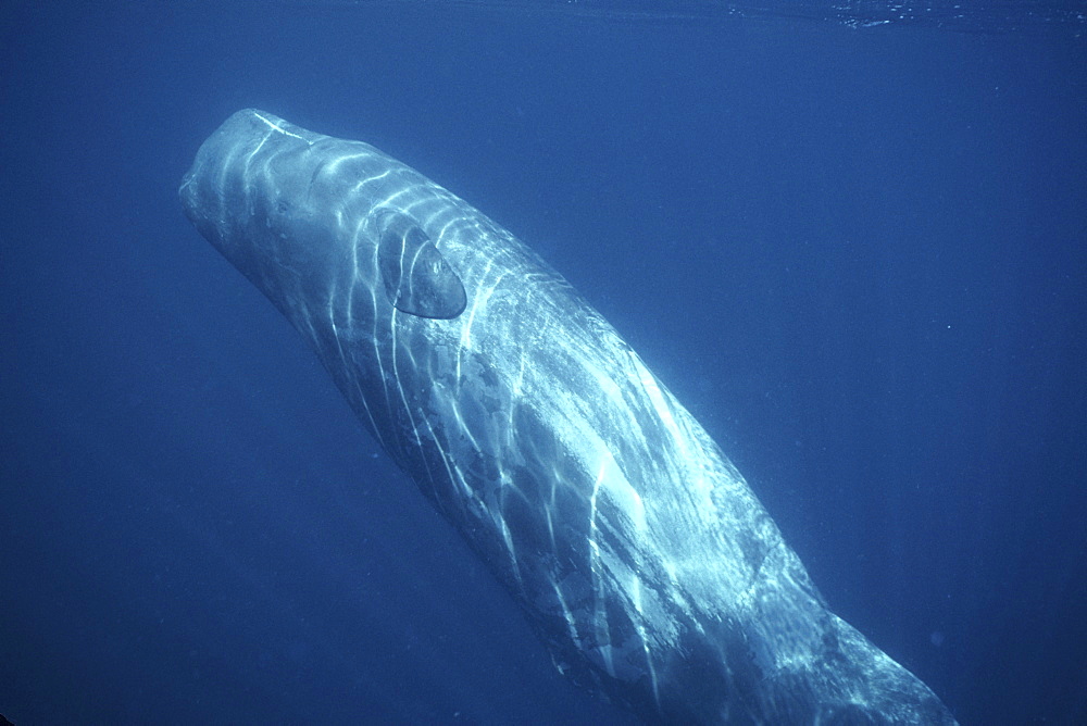 Sperm Whale, Physeter macrocephalus, calf, left unattended by adults, Gulf of California, Mexico
