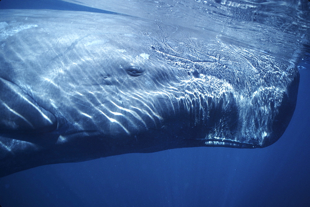 Sperm Whale, Physeter macrocephalus, calf, head detail, in the northern Gulf of California, Mexico
